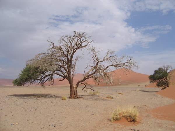 Halb abgestorbener Kameldornbaum vor roten Dünen