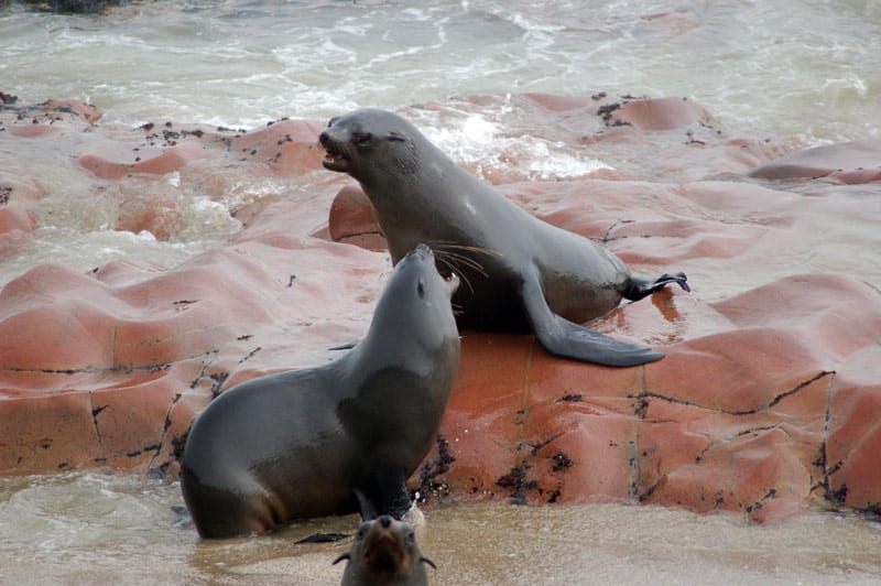 Two seals lying side by side on a rock