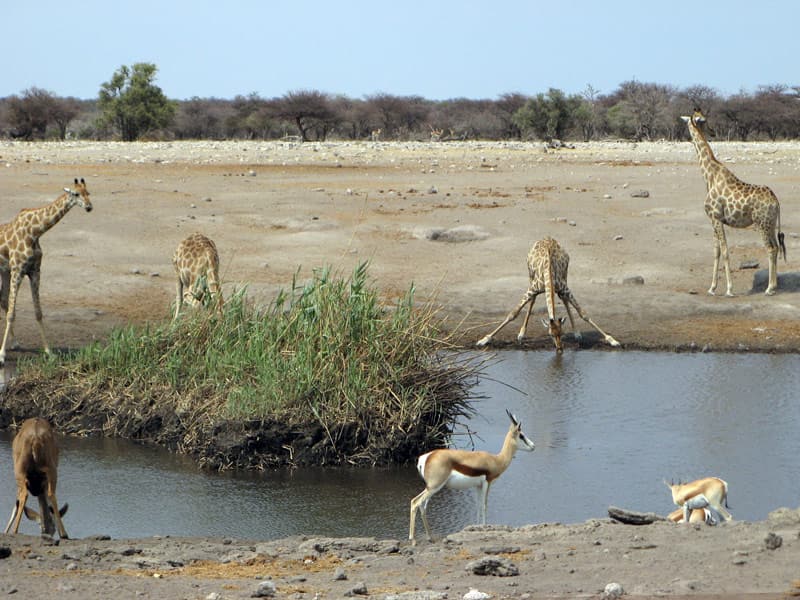 Giraffen und Antilopen an einem Wasserloch