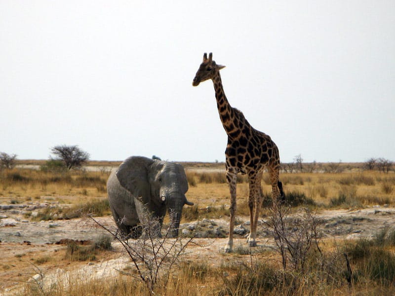 Ein Elefant und eine Giraffe im lichten Busch