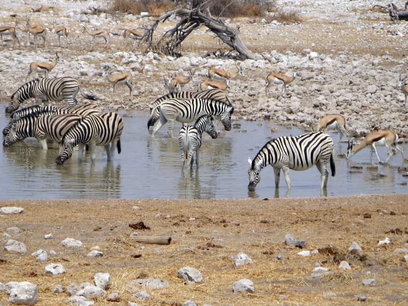 Zebras und Antilopen an einem Wasserloch