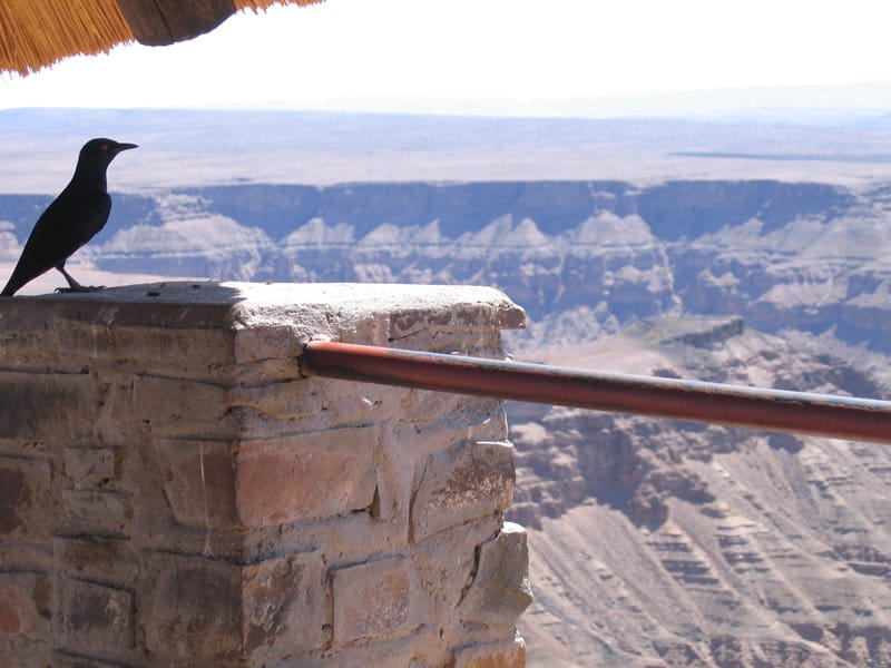 A black bird sits on a stone wall with the walls of Fish River Canyon behind it
