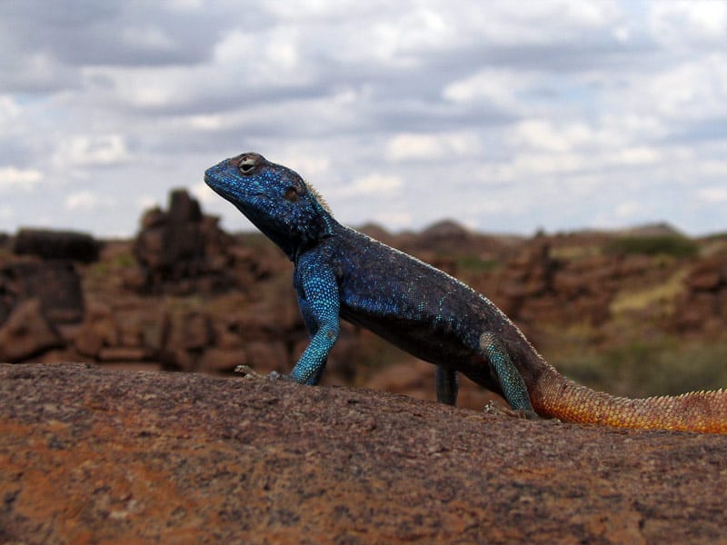 Bunter Gecko auf einem Felsen