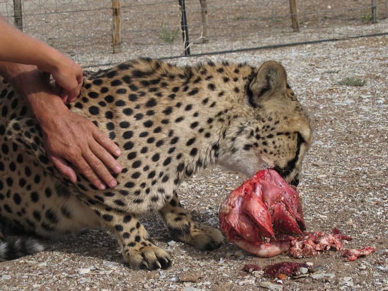 Gepard beim Fressen auf der Farm