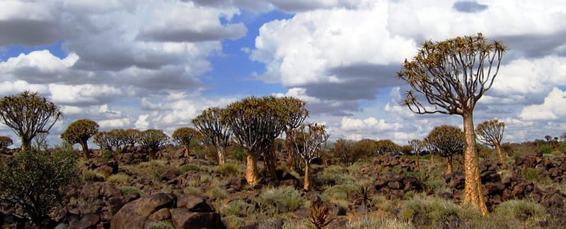 Quiver trees on a rocky hill under a blue sky