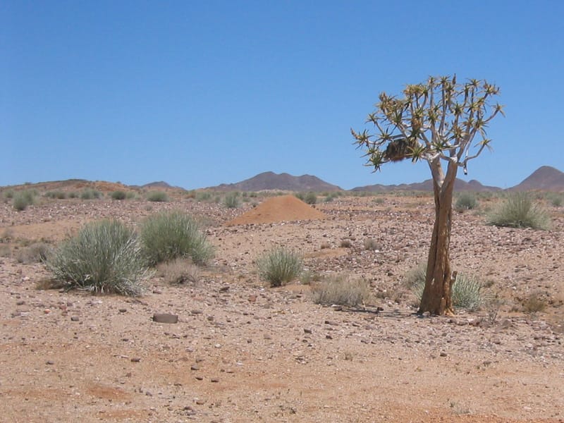Einzelner Köcherbaum in steiniger Ebene