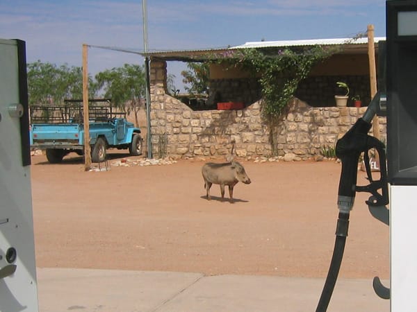 Warzenschwein vor einer Tankstelle