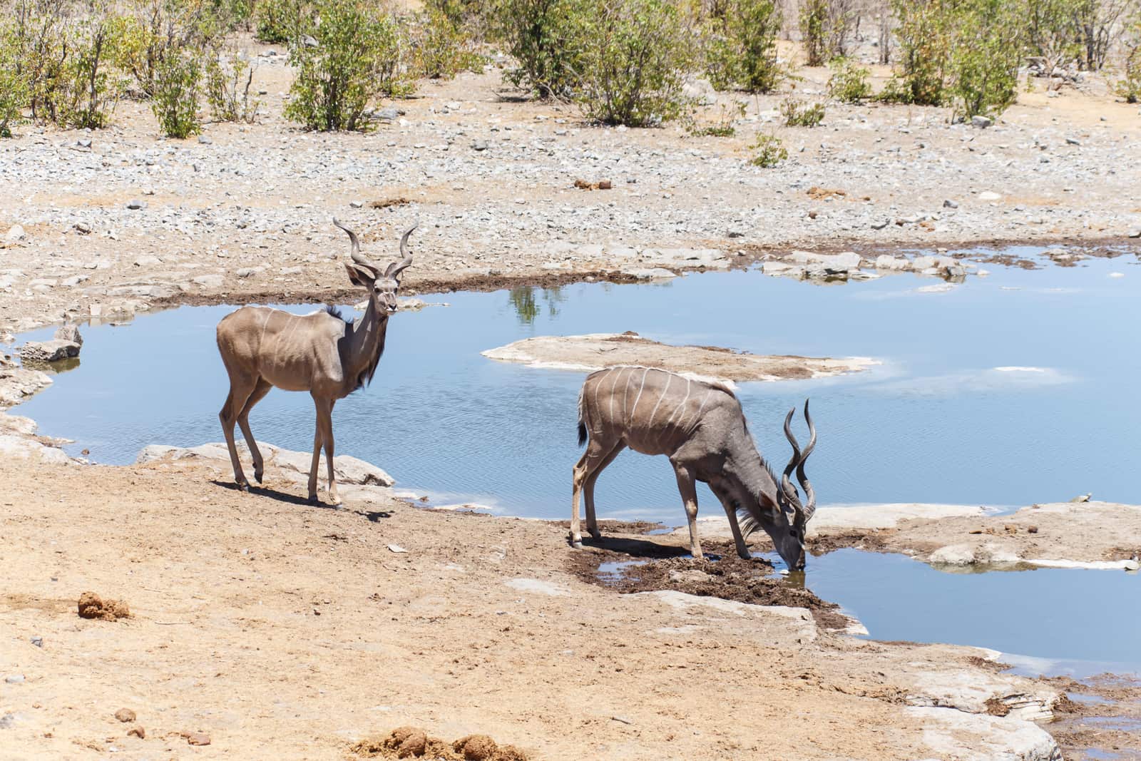Kudus an einem Wasserloch in der Etosha