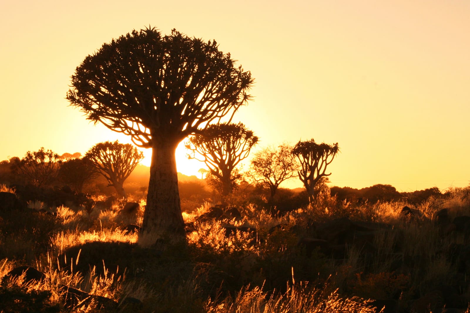 Quiver trees backlit by the low sun near Keetmanshoop