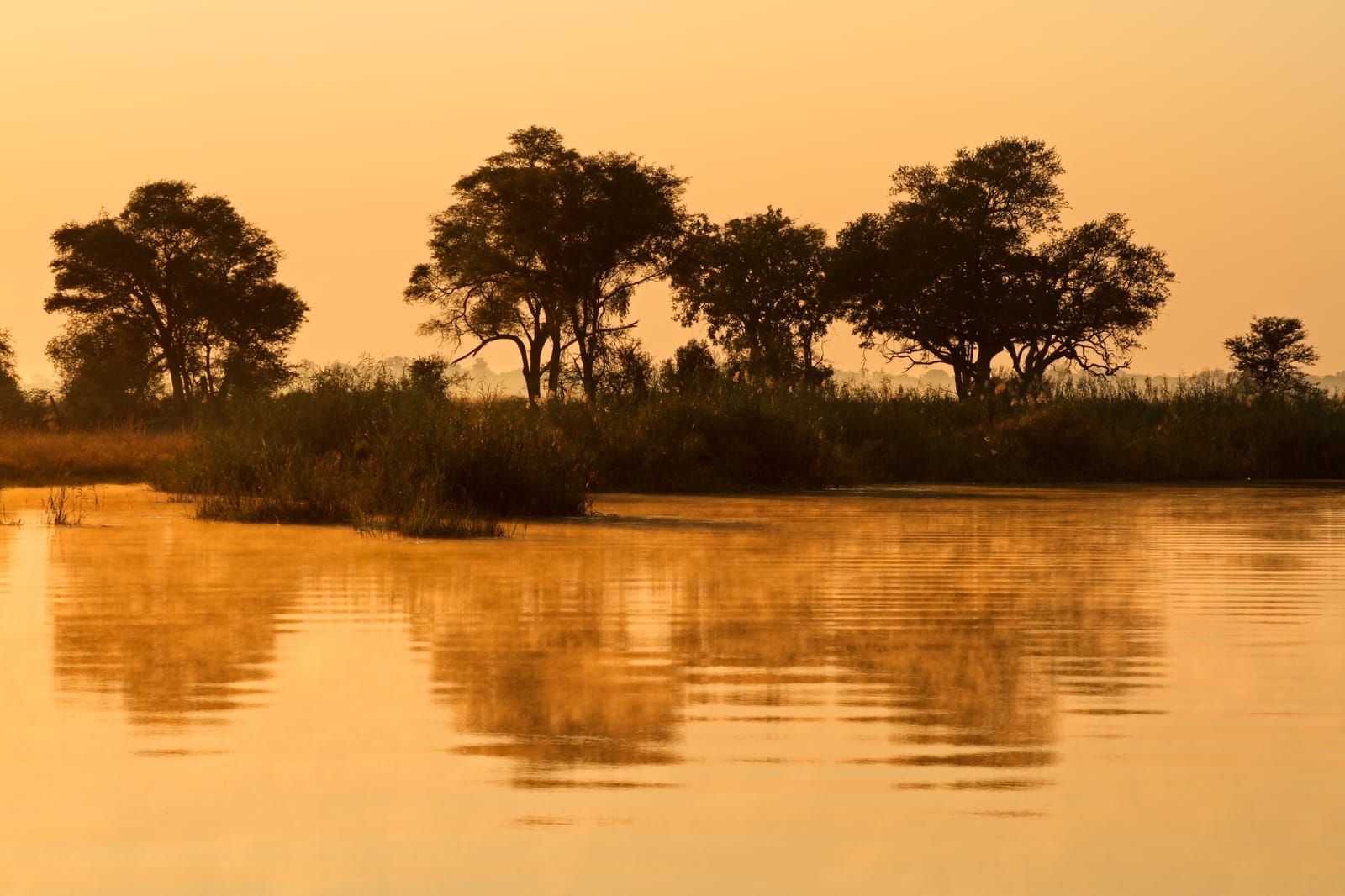 Trees reflected in the Kwando in evening light