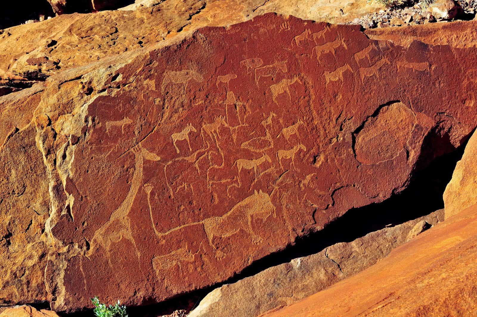 Giraffes and other animals engraved into a slab of red sandstone