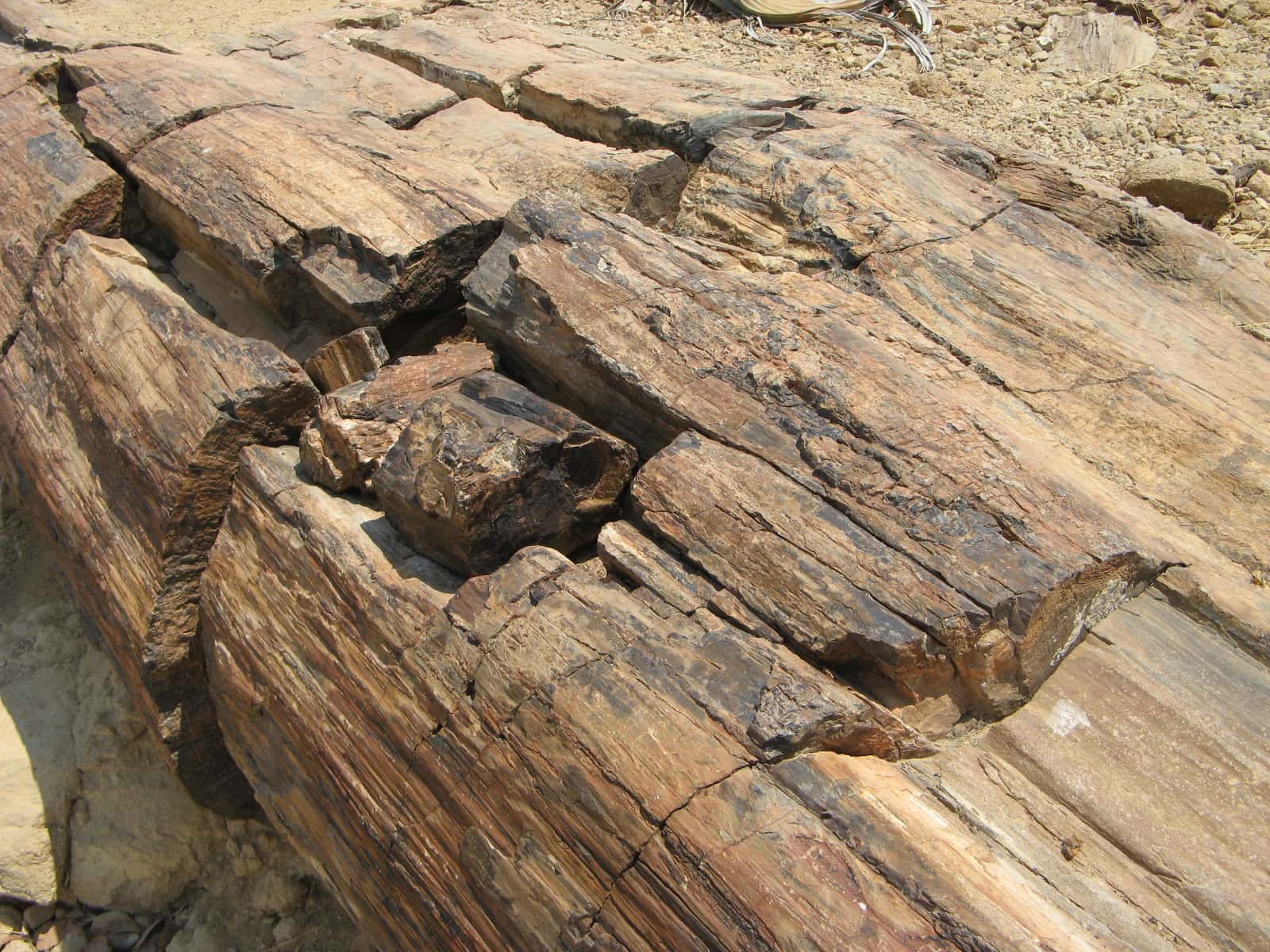 Petrified tree trunk with the grain of the wood clearly visible